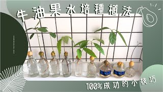 牛油果🥑酪梨 超簡單水培種植法💧｜手殘黨也能100成功的小技巧💡｜美化家居的牛油果小盆栽🪴｜能種出牛油果樹嗎？！🧐 [upl. by Naugal]