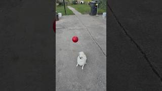 Have u met puff she can catch and throw🤣 dog fyp explore [upl. by Goodyear]