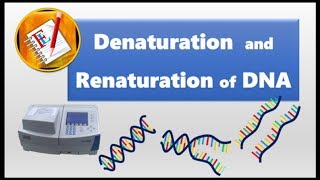 Denaturation and Renaturation of DNA [upl. by Tahpos676]