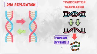 DNA Replication Transcription Translation amp Protein Synthesis  Complete Overview for Students [upl. by Oconnor]