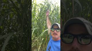 5 year old Giant Miscanthus planting outdoors plants wildlife [upl. by Ateekal]