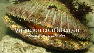 Variacion cromática en Argopecten purpuratus [upl. by Atinrev]