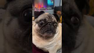 Mabletheangel voila pug pugcentral funnyanimal puglife pugmemes funny [upl. by Asirap]