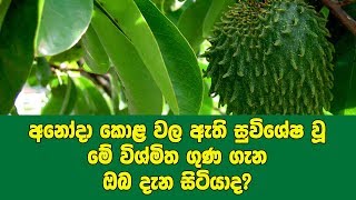 අනෝදා කොළ වල ඇති සුවිශේෂ වූ මේ විශ්මිත ගුණ ගැන ඔබ දැන සිටියාද  Benefits Of Graviola Leaf [upl. by Oidivo]