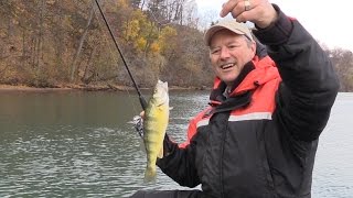 How to Catch Perch  Perch Tips using Live Minnows [upl. by Hamer]