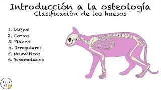 Osteología Veterinaria Introducción  Anatomía Veterinaria [upl. by Lovel]