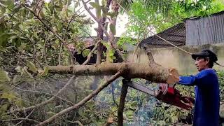 Vua Khỉ Cưa Cây Dầu Cao To Ở Vị Trí Khó Sawing a giant Dipterocarpus alatus tree [upl. by Eilyr]