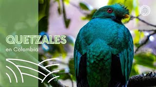 Quetzal en Colombia ¿dónde verlo y fotografiarlo [upl. by Dianne]