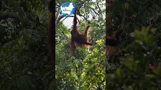 Into the Wild Discovering Orangutans in Kalimantan’s Rainforests indonesia kalimantan orangutans [upl. by Adnolay836]