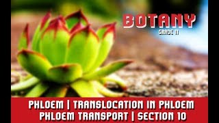 Transport In Plants  Phloem  Translocation in Phloem  Phloem Transport  Section 10 [upl. by Agathy]