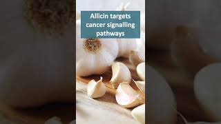 Allicin in Garlic Inhibits Cancer Cells [upl. by Ennylhsa504]