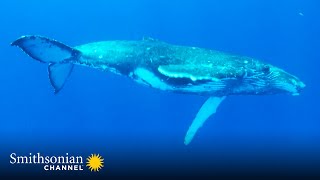 Male Humpback Whales Perform This Mysterious Song on Loop 🐋 Great Blue Wild  Smithsonian Channel [upl. by Babbie811]