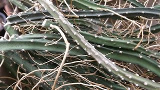 Propagating Cactus  Selenicereus grandiflorus cuttings  The Queen of the Night [upl. by Karas797]