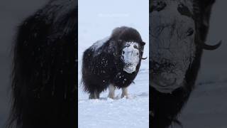 Musk Ox  Icy Titan Warrior [upl. by Bullion]