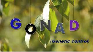 Genetic Control On Gonadal Development [upl. by Acinonrev47]