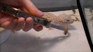 Leopard Gecko Feeding [upl. by Adolph489]