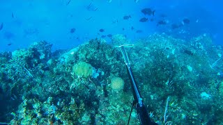 Spearfishing For Dinner In Clear Waters [upl. by Kazue]