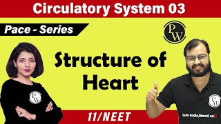 Meet the heart  Circulatory system physiology  NCLEXRN  Khan Academy [upl. by Erehc]