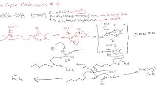 CHEM 407  Krebs Cycle  3  Mechanisms 2 [upl. by Laughton885]