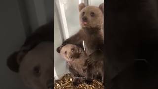 cute little bears rescued by humans PolarBearRescue WildlifeConservation ArcticAnimals [upl. by Norrehc]