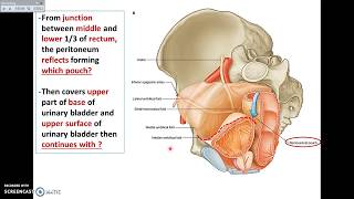 Overview of Pelvis 7  Pelvic Peritoneum  Dr Ahmed Farid [upl. by Sdlonyer]