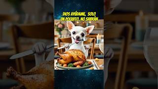 El perrito hambriento 🥘 shortsviral perros mismascotas mascotas chihuahua babypet perros [upl. by Megan629]