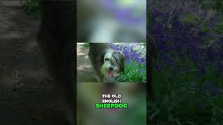 Bearded Collie vs Old English Sheepdog  Can You Spot the Difference [upl. by Attehcnoc569]