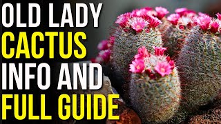 Old Lady Cactus Info and Care  How To Care for Mammillaria Hahaniana Cactus [upl. by Tzong213]