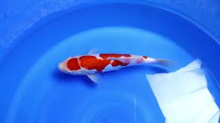 Doitsu Kohaku Shinoda Koi Farm Size 31 cm [upl. by Etteniuq]