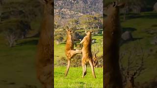 Intense Kangaroos fighting 🥊 kangaroo wildlife [upl. by Iadahs]