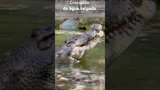 Este é o CROCODILO DE ÁGUA SALGADA o maior réptil do mundo e o animal com a mordida mais forte [upl. by Namlaz]