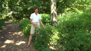 Tall Boneset Eupatorium altissimum [upl. by Vasya]