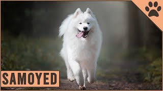 Samoyed  Everything about the dog breed [upl. by Imit676]