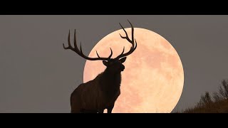 Buck Supermoon 2022 How to see July’s full Moon [upl. by Emolas86]