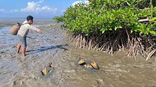 Hand Catching Mud Crabs  Low Tide Mud Crab Fishing [upl. by Yssak]