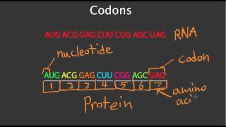 Codons [upl. by Caddaric683]