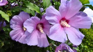 HIBISKUS  RÓŻA CHIŃSKA [upl. by Ylrebnik]