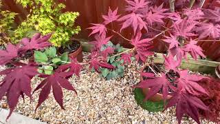 Japanese Maple trees Acer palmatum Bloodgood a great red leaved Maple [upl. by Rebmaed]