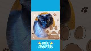 🎉 Pawsome News Booker has been adopted 🥳 [upl. by Ramaj]