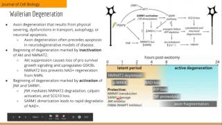 Axonal Autophagy Regulated by GSK3b Phosphorylation of MCL1 [upl. by Adiaros]