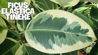 HOW TO CARE FOR FICUS ELASTICA TINEKE  Rubber Plant Care And Propagation [upl. by Onilatac149]