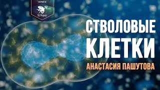 Стволовые клетки Анастасия Пашутова Лекторий SciTopus [upl. by Nabetse]