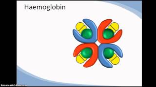 Structure and function of haemoglobin cooperativity [upl. by Alyose434]