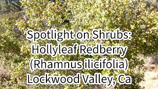 Spotlight on Shrubs Hollyleaf Redberry Rhamnus ilicifolia 102124 Lockwood Valley Ca [upl. by Niwhsa]