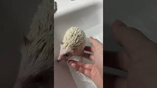 Rubadubdub hedgehog in the tub Part2 🦔💧cute hedgehog hedgehoglover [upl. by Asilem]