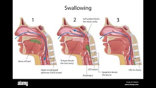 Discuss deglutition and stages  oral pharyngeal and esophageal stages [upl. by Droffats75]