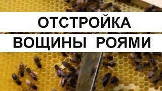 Пасека 25 Как рои тянут вощину  ОТСТРОЙКА ВОЩИНЫ РОЯМИ Пасека Пчеловодство [upl. by Goff574]