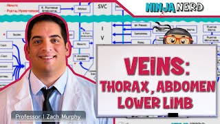 Circulatory System  Veins of the Thorax Abdomen amp Lower Limbs  Flow Chart [upl. by Aicen885]