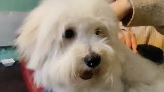 brossage et soins dun coton de tulear [upl. by Carine]