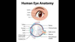 Eye ka diagram very important video hai drawing [upl. by Laks]